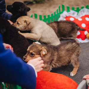 Puppy Playpen
